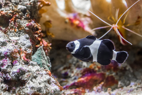 Darwin Clownfish