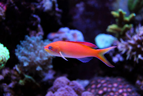 Dispar Anthias Fish