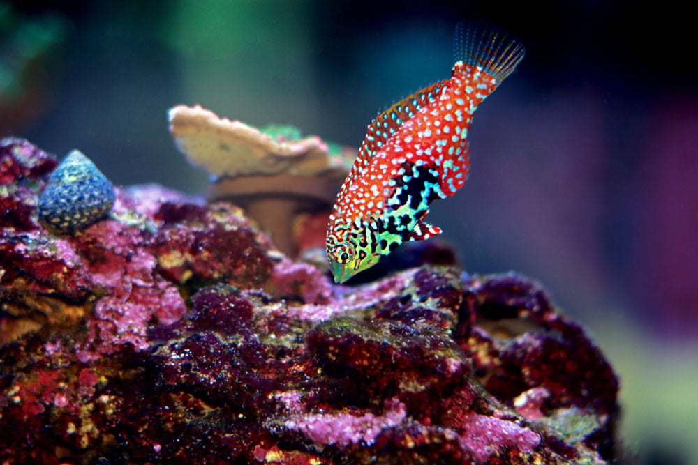 Divided Leopard Wrasse