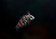 Dragon Wrasse