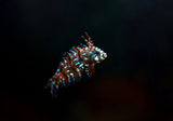 Dragon Wrasse