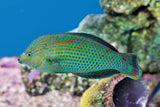 Dusky Wrasse