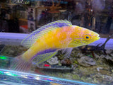 Rhomboid Wrasse