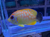 RARE Leopyge lemonpeel hybrid angelfish #5