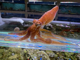 Pygmy octopus