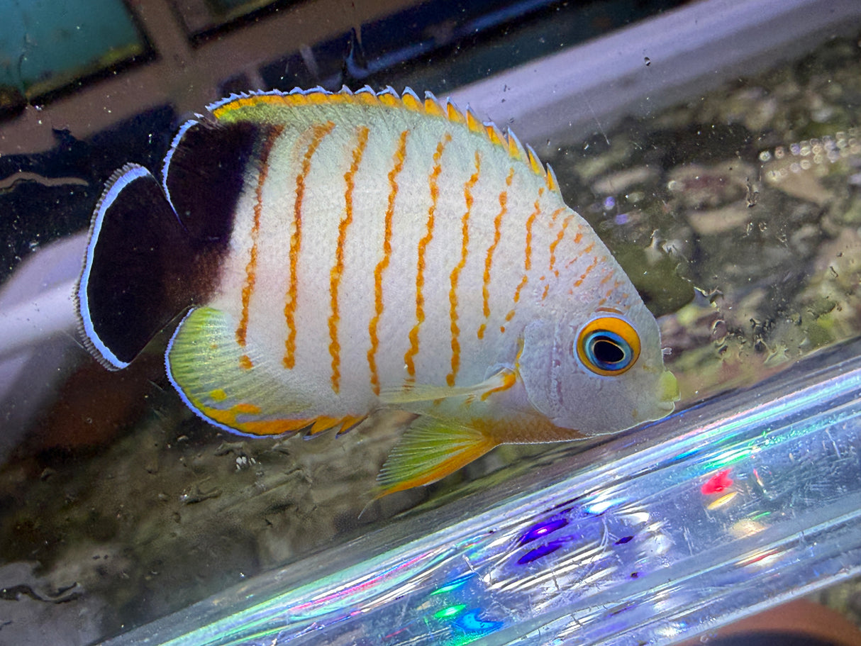 Eibli Angelfish