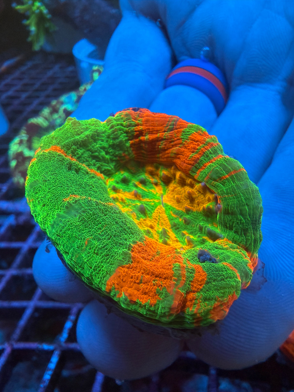 Yellow center Ultra Scoly WYSIWYG