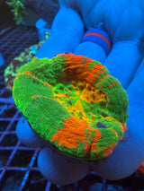 Yellow center Ultra Scoly WYSIWYG