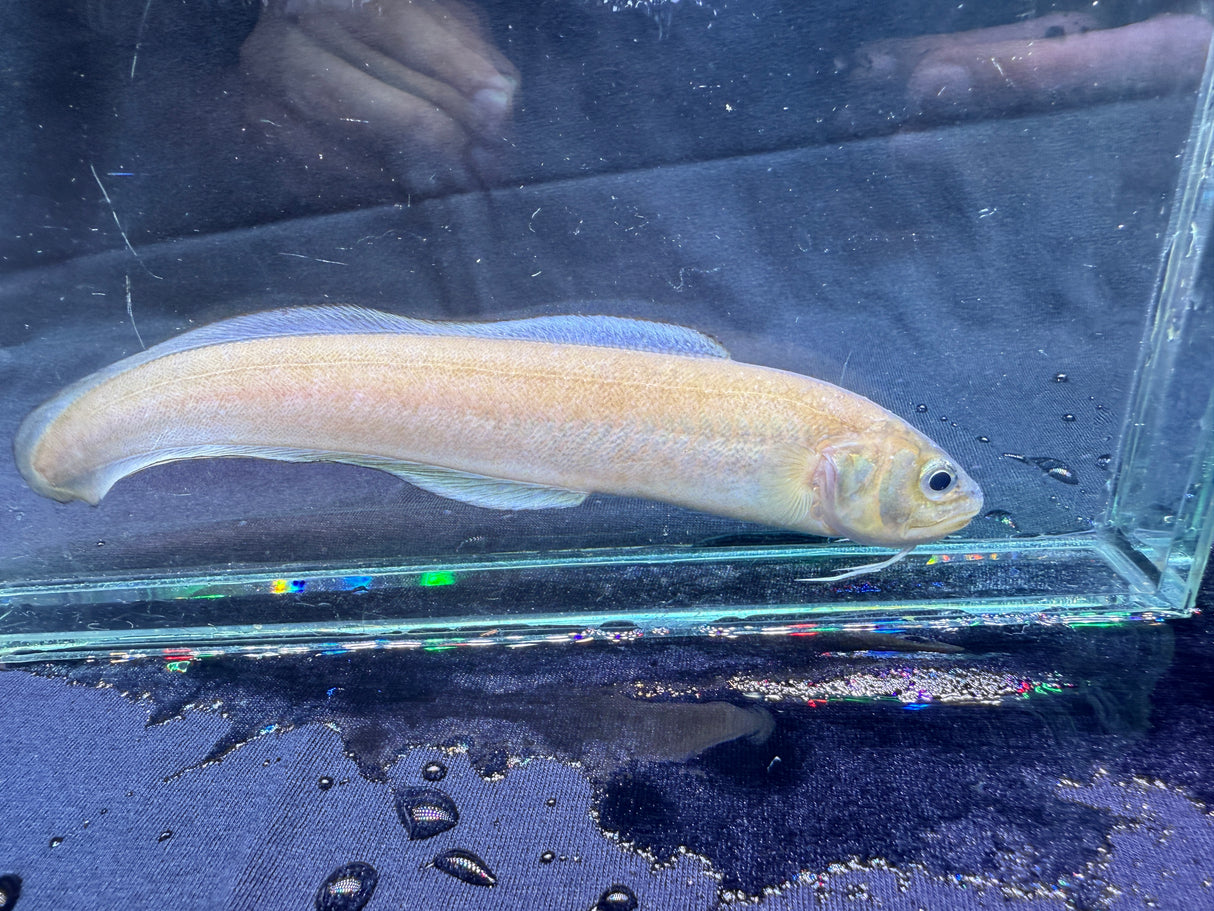 Striped Cusk Eel