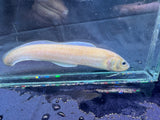 Striped Cusk Eel