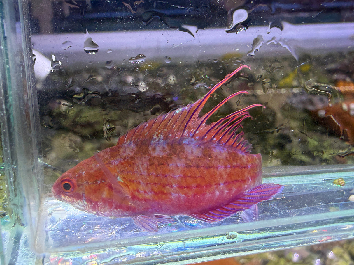 Royal flasher wrasse