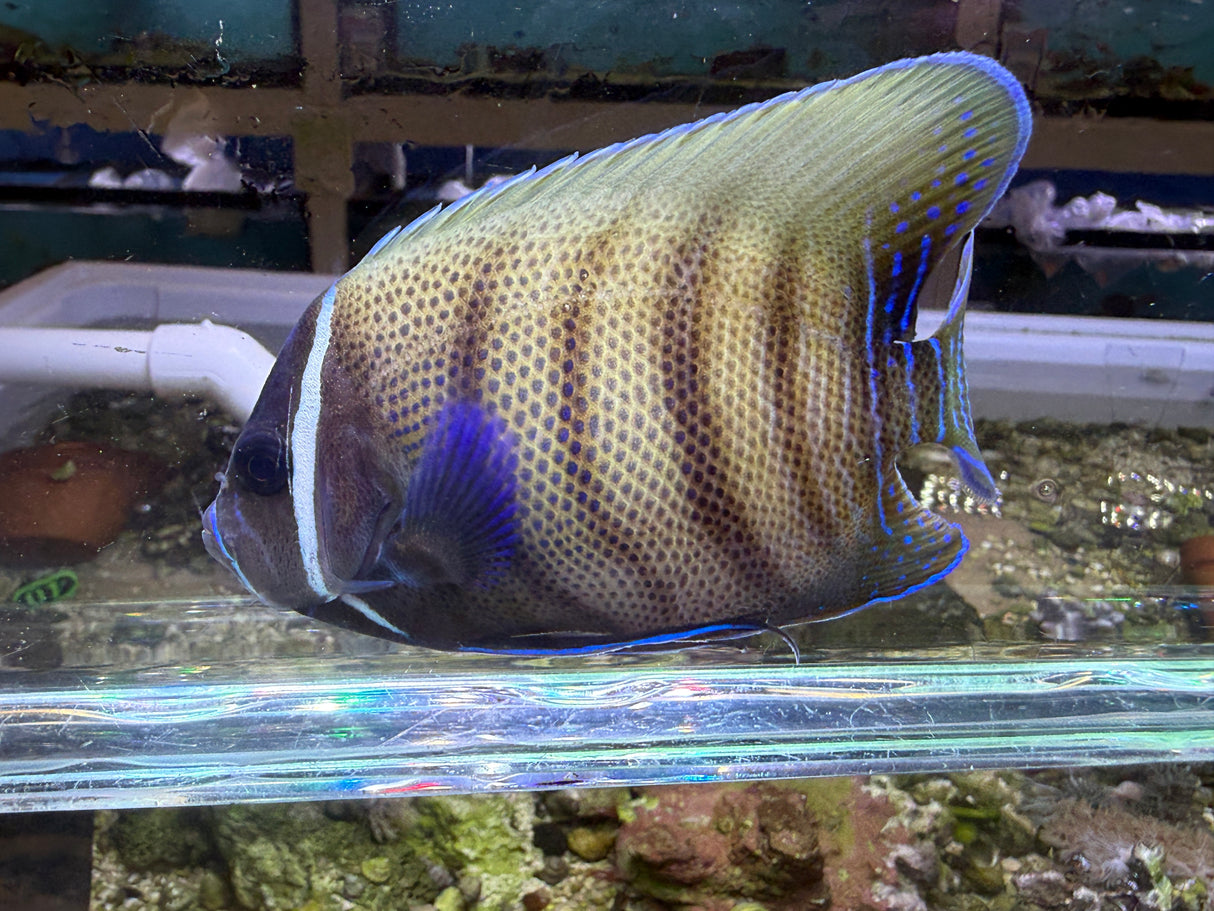 Six bar angelfish