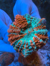 Ultra Acanthophyllia #2