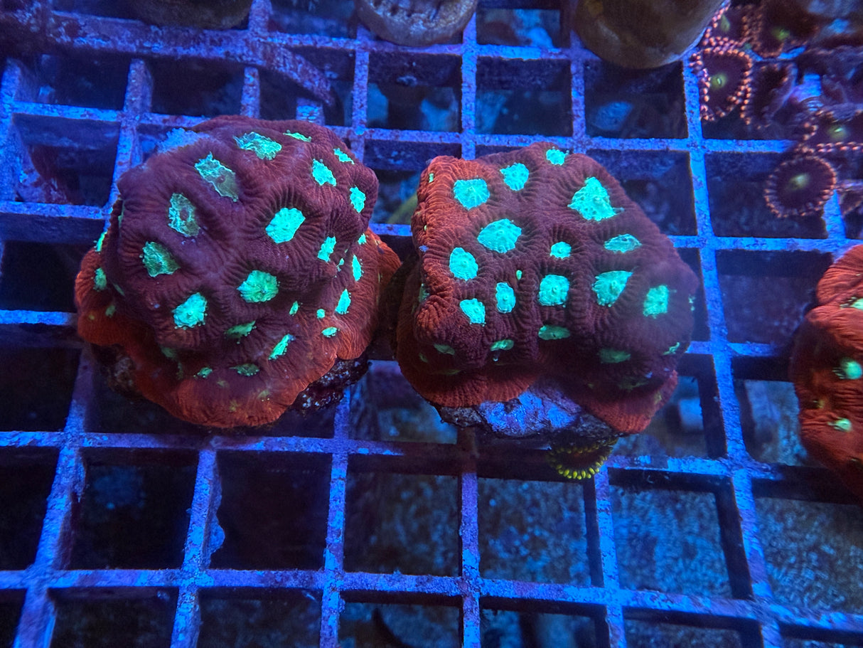 5 Pack of Stoney coral