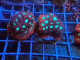 5 Pack of Stoney coral