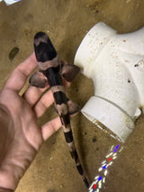 Banded bamboo cat shark med 10- 14in
