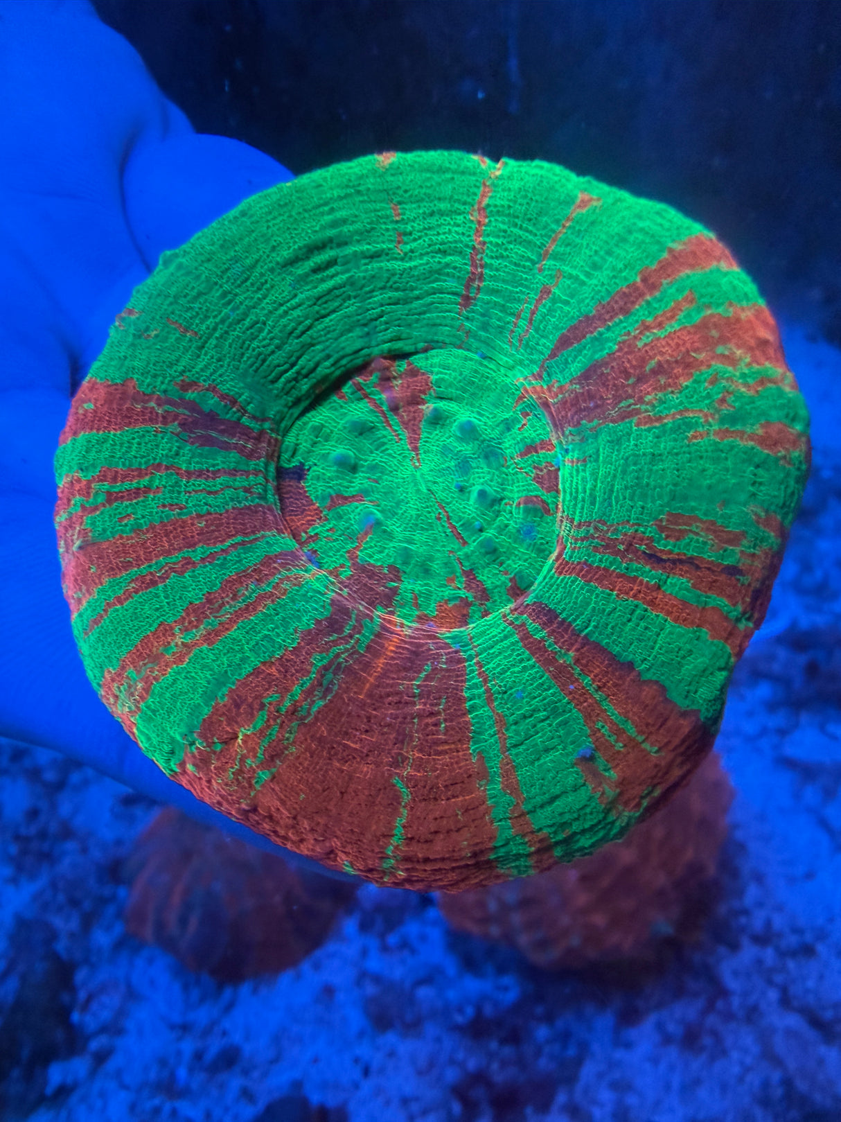 Ultra Bleeding Apple Scoly