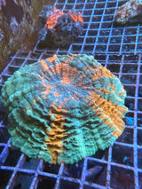 Large Meteor shower acanthophyllia WYSIWYG