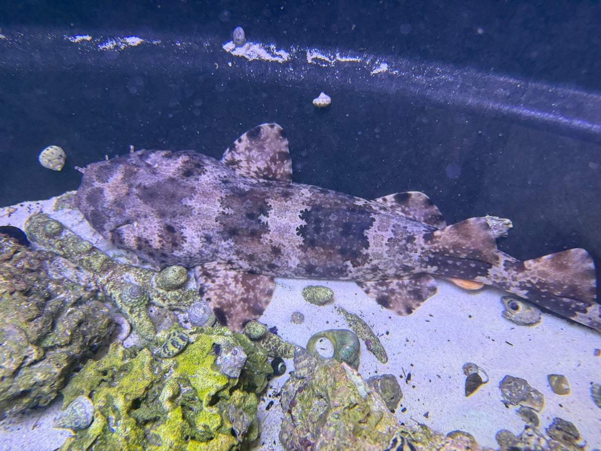 XLG Spotted Male Wobbegong shark (Pick up only)