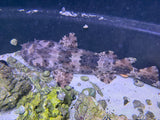XLG Spotted Male Wobbegong shark (Pick up only)