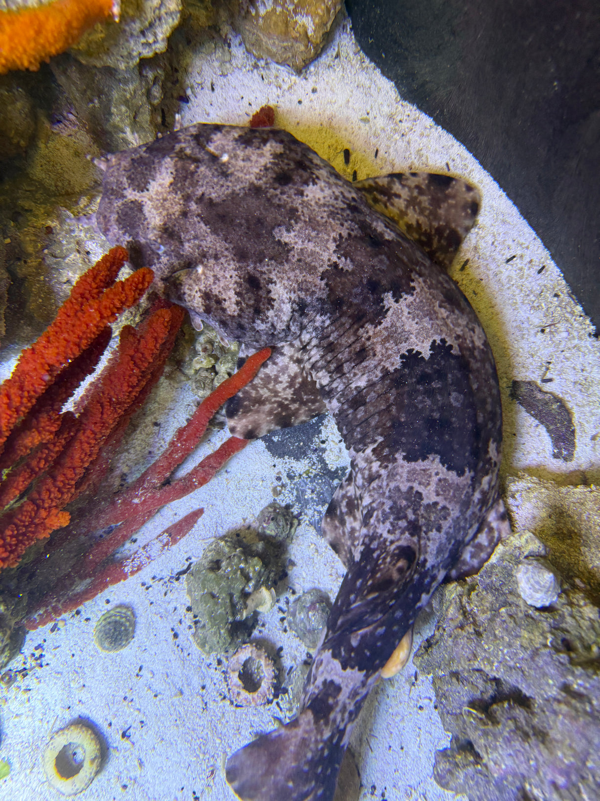 XLG Spotted Male Wobbegong shark (Pick up only)