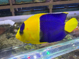Bicolor Angelfish