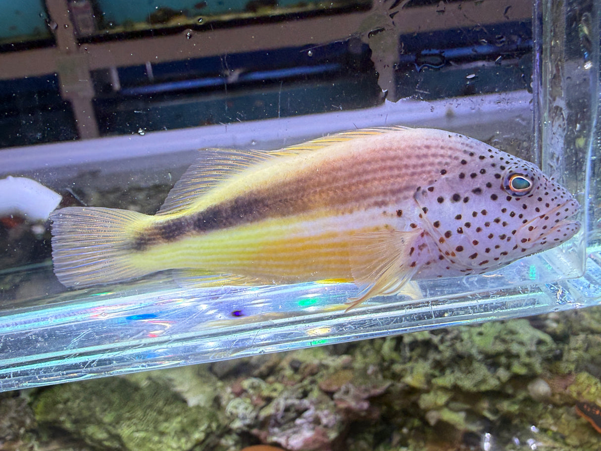 Freckled Hawkfish