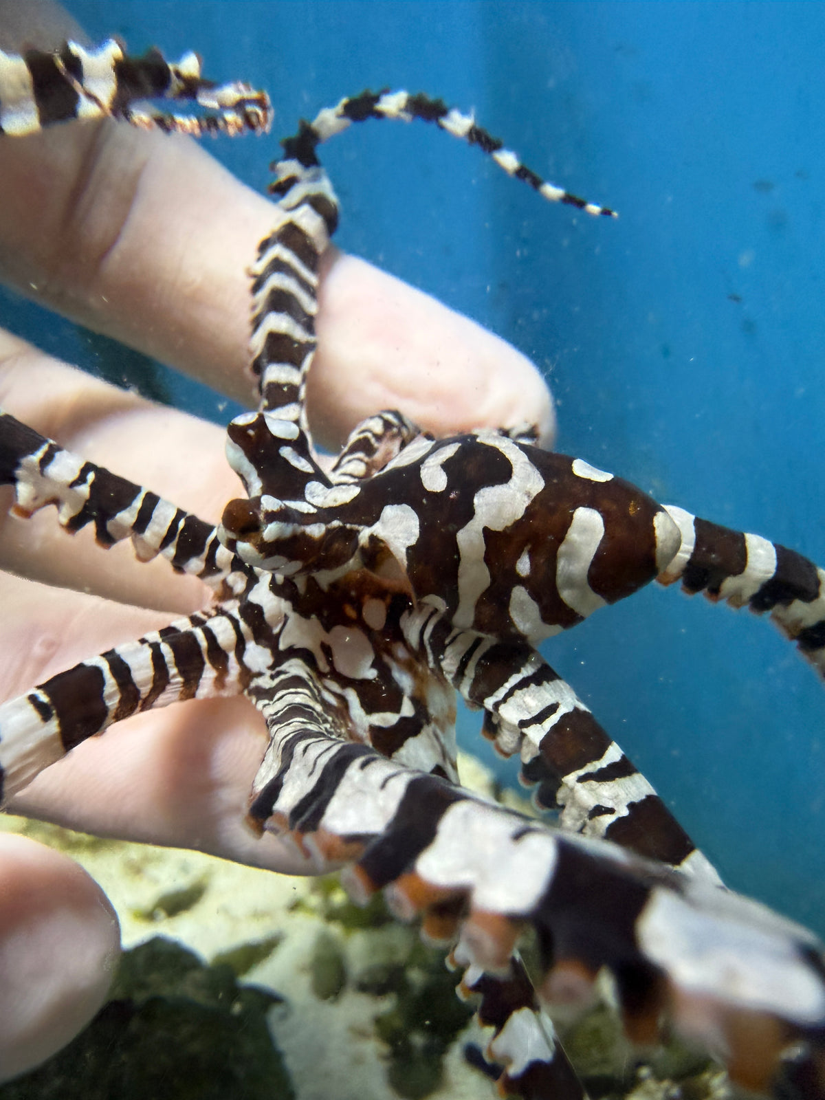 Mimic Octopus