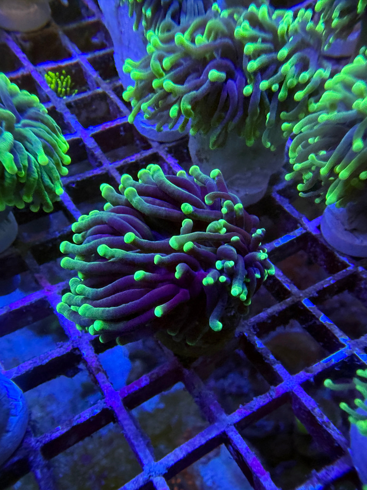 Blacklight torch SALE $30