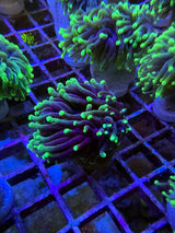 Blacklight torch SALE $30