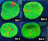 Bleeding apple Scoly 4