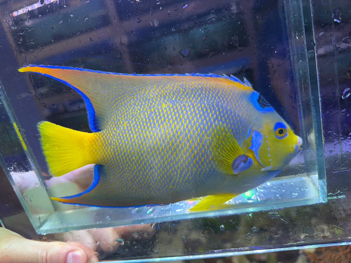 Large Queen Angelfish