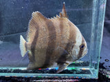 Atlantic spadefish