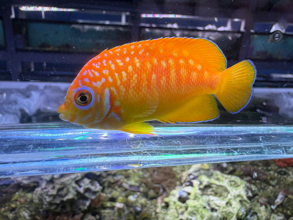 RARE Leopyge hybrid angelfish WYSIWYG #1