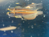 Small silver Arowana