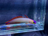 Purple fire fish