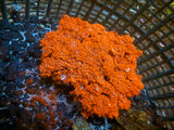 Hellfire Anemone - Actinodendron Plumosum