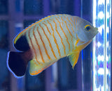 Eibli Angelfish