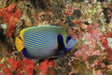 Emperor Angelfish Adult
