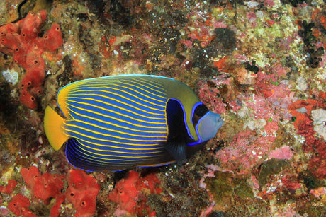Emperor Angelfish Adult