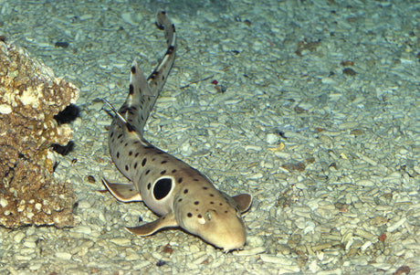 Epaulette Shark Fish