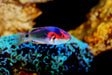 Exquisite Fairy Wrasse