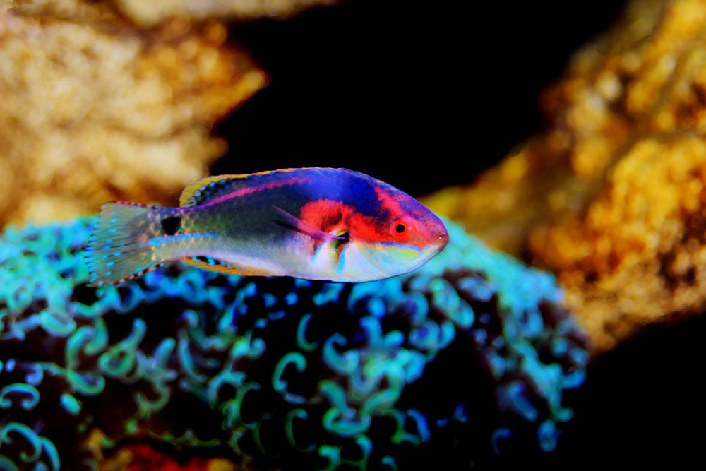 Exquisite Fairy Wrasse