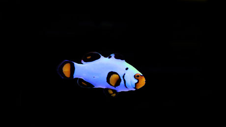 Extreme Snow Onyx Clownfish