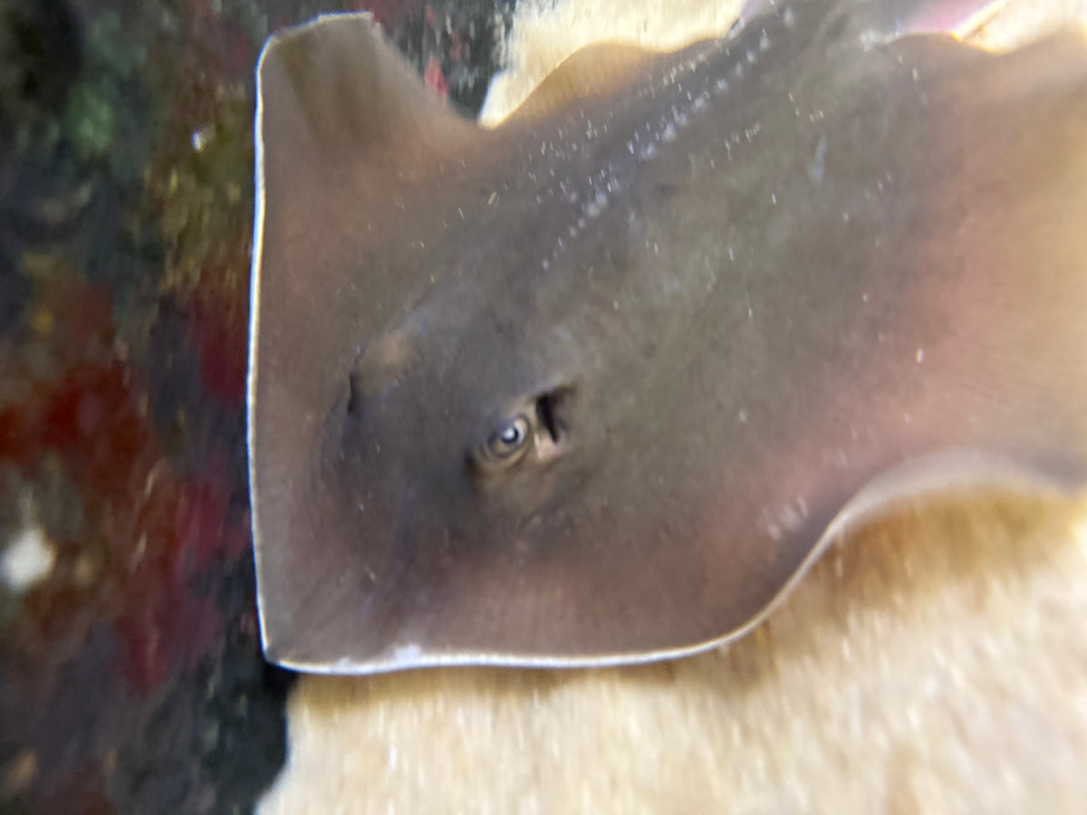 Atlantic stingray