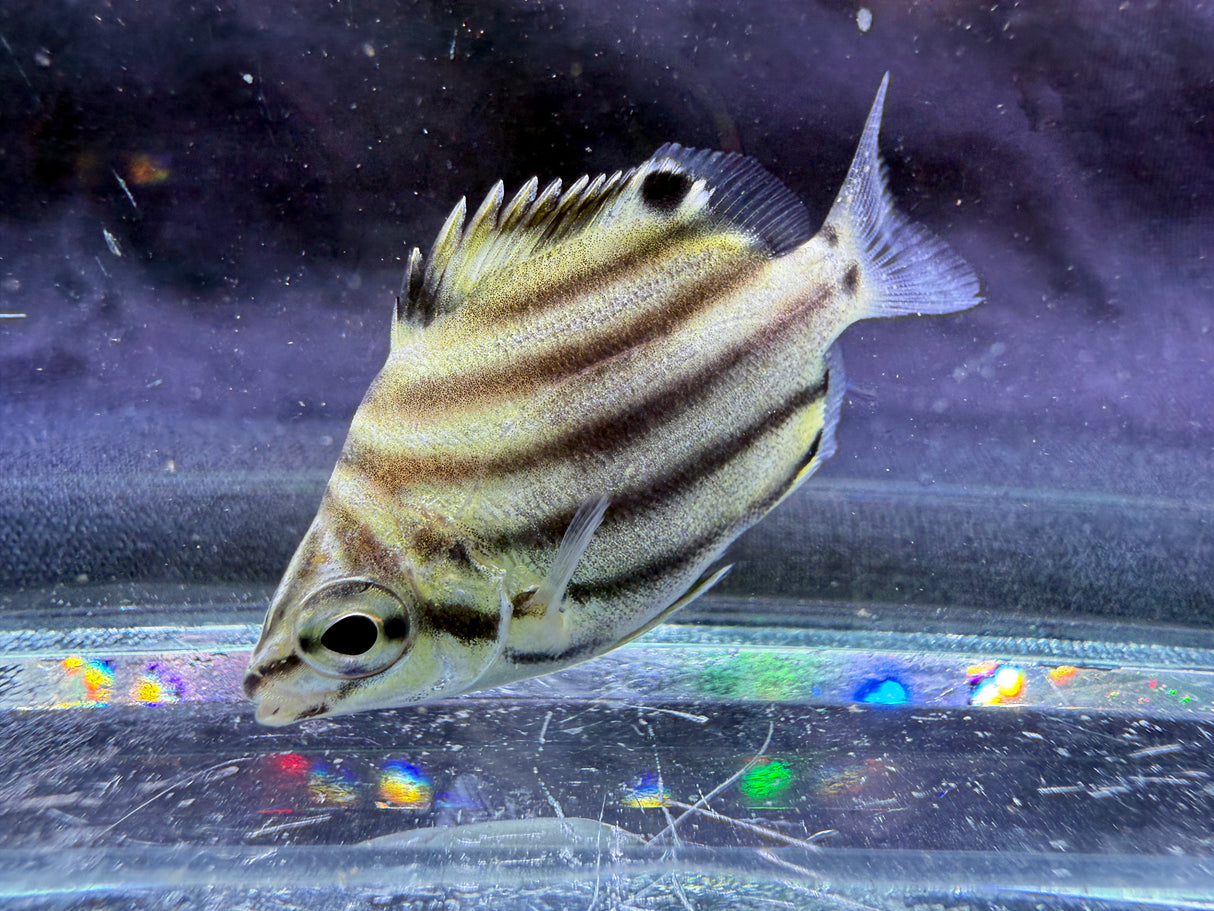 Small Australian Stripey