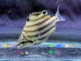 Small Australian Stripey