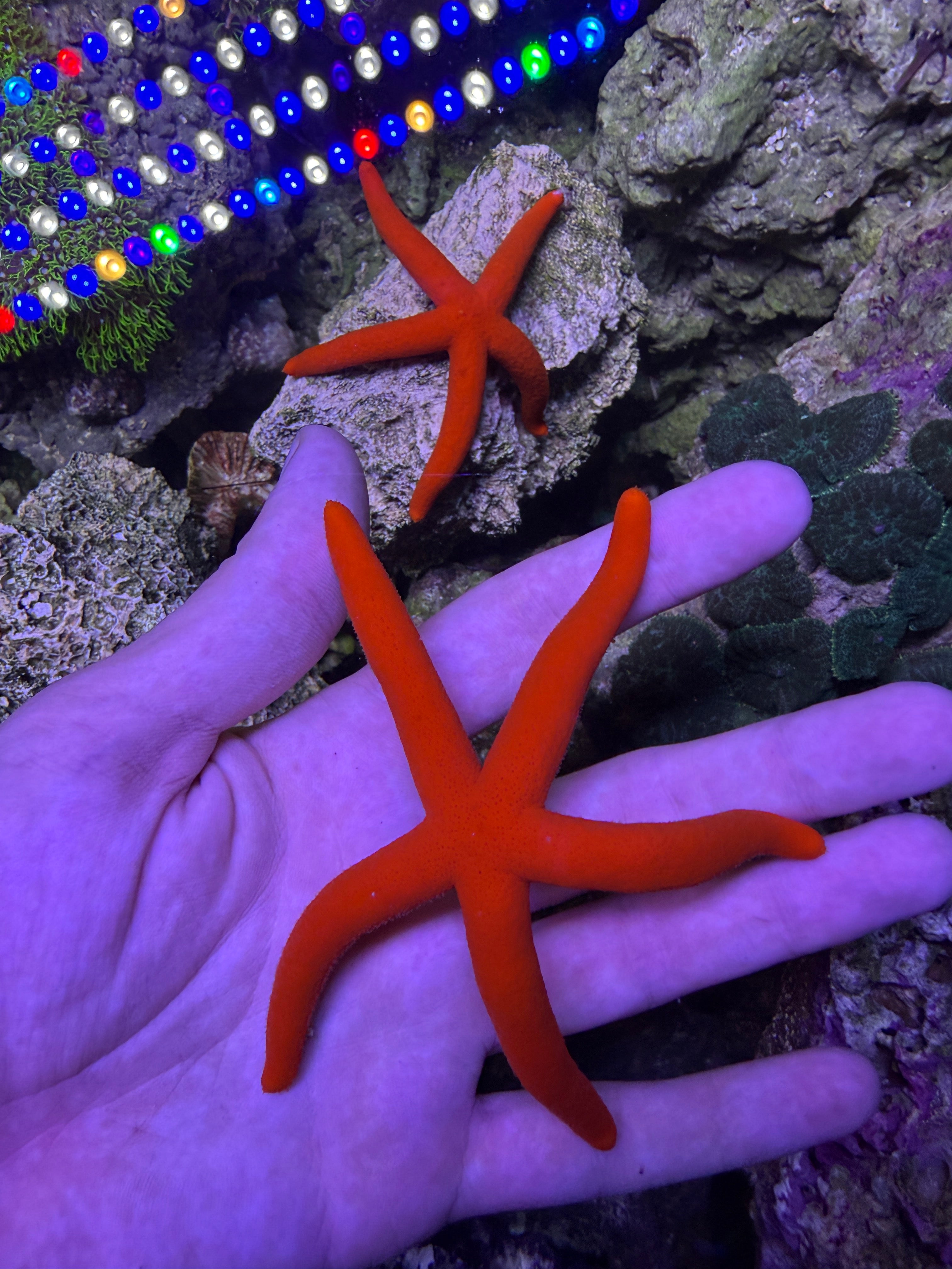 Red Linkia Star Linckia multifora - Live Starfish for Sale