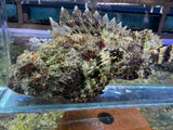 Red Scorpionfish