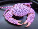 Trapezia strawberry crab